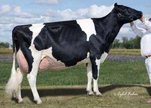 LYLEHVAEN LILA Z EX 94 18*